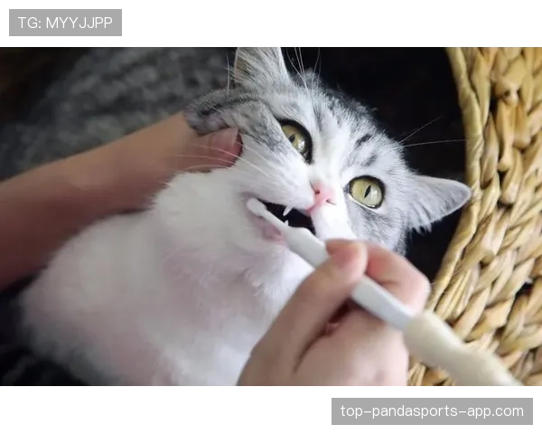 程语轩家的猫都比你我活得精致